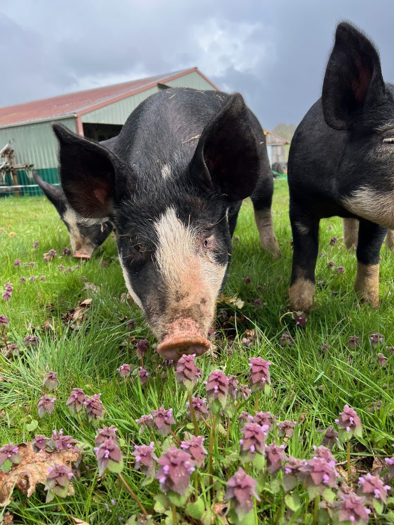 Pigs and Their Role in Sustainable Farming