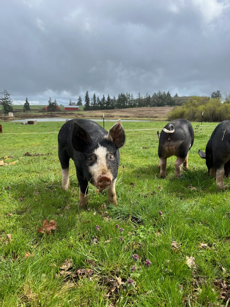 Farm-to-Table: Why Local Meat Matters at Red Oak Farms